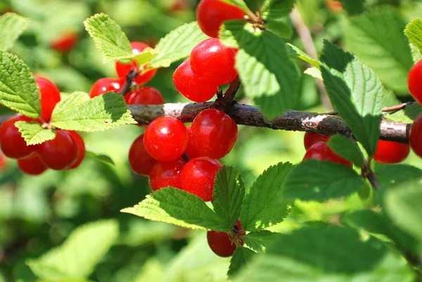 Baies Groseille Rouge Sur Une Branche — Photo