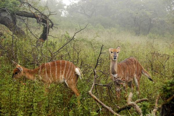 Hluhluwe Imfolozi Park South Africa Nyala Tragelaphus Angasii 是一种原产于南非的螺旋形角羚羊 它是波维达科和尼亚拉属的一个物种 — 图库照片