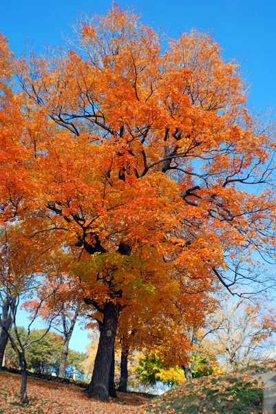 Herbstbaum Bromont Kanada — Stockfoto
