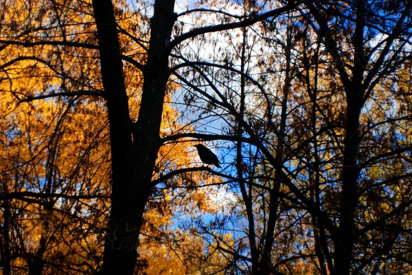 Bellissimo Paesaggio Autunnale Con Lago Bromont Canada — Foto Stock