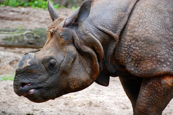 Ινδικός Ρινόκερος Rhinoceros Unicornis Ονομάζεται Επίσης Μεγαλύτερος Μονόκερος Ρινόκερος Και — Φωτογραφία Αρχείου