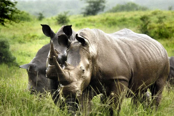 Rinoceronte Branco Rinoceronte Quadrado Maior Mais Numerosa Espécie Rinoceronte Que — Fotografia de Stock