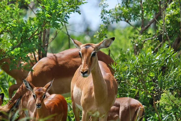 Impalas Hluhluwe Imfolosi Park África Sul — Fotografia de Stock