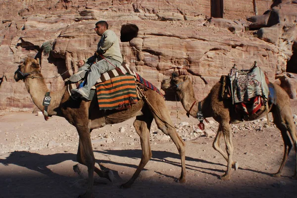 Petra Jordan Nov Непізнана Людина Шукає Туристів Їзди Верблюдами Листопада — стокове фото