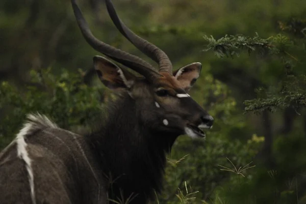 Hluhluwe Imfolozi Park Sudáfrica Nyala Tragelaphus Angasii Antílope Cuernos Espirales —  Fotos de Stock