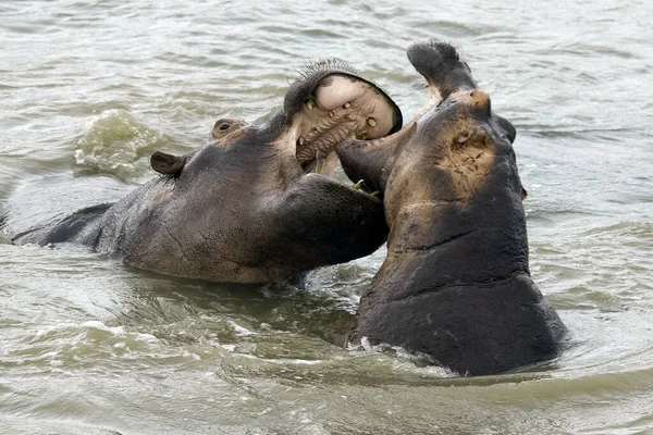 Hippopótamo Parque Das Terras Húmidas Grande Santa Lúcia Kwazulu Natal — Fotografia de Stock