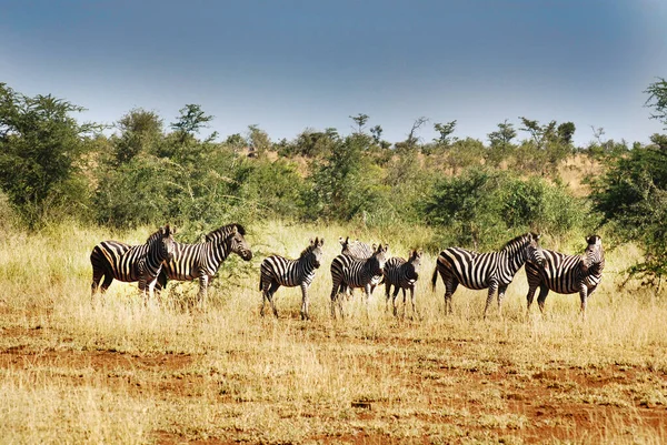 Zèbre Dans Parc Kruger Afrique Sud — Photo