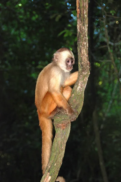 Małpa Drzewie Lesie — Zdjęcie stockowe