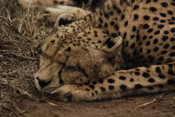 Cheeta Een Grote Katachtige Die Het Grootste Deel Van Afrika — Stockfoto