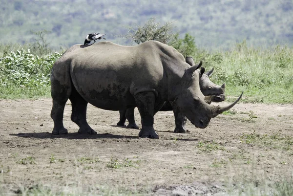 Rhinoceros Στο Hluhluwe Imfolosi Park Νότια Αφρική — Φωτογραφία Αρχείου