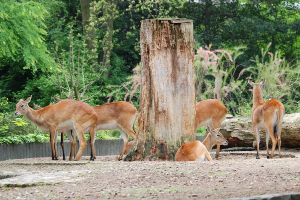 Antilopes Zoo Daytime — Stock Fotó