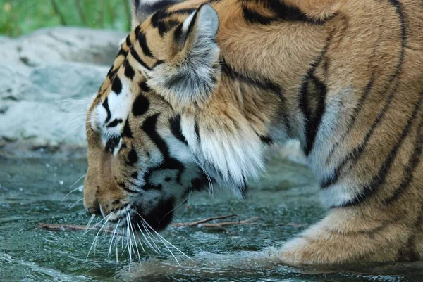 Felidae Familyasının Bir Üyesi Olan Panthera Tigris Panthera Cinsindeki Dört — Stok fotoğraf