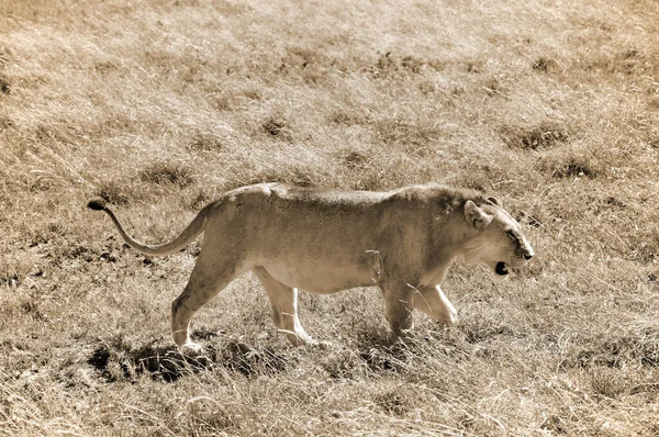 사자는 Panthera Panthera 고양이 하나이며 고양이 Felidae 일원이다 수컷이 250 — 스톡 사진