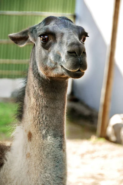 Alpaca Vicugna Pacos Una Specie Addomesticata Camelide Sudamericano Assomiglia Piccolo — Foto Stock