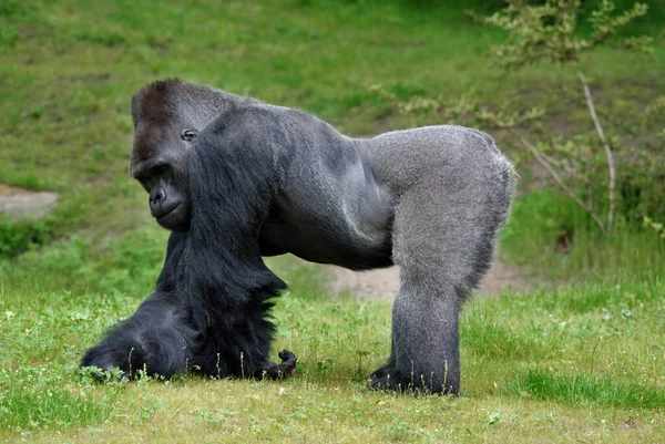 Gorilele Sunt Cea Mai Mare Specie Existentă Primate Ele Sunt — Fotografie, imagine de stoc