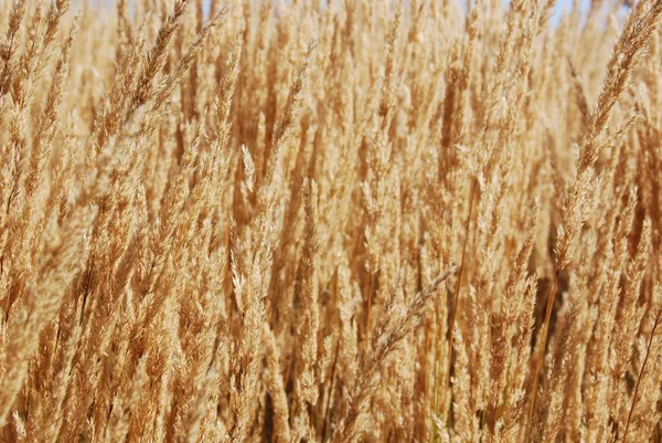 Wheat Field Rural Countryside — Stock Photo, Image