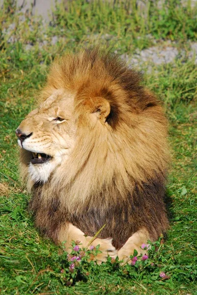 Aslan Panthera Cinsindeki Dört Büyük Kediden Biridir Felidae Familyasının Bir — Stok fotoğraf