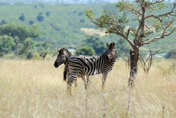Zebras Animais Continente Africano Parque Nacional Kruger Safari Game Drive — Fotografia de Stock