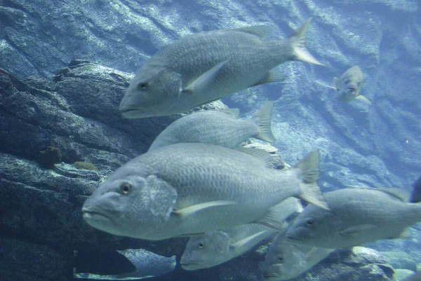 Ryby Pływające Głęboko Pod Wodą — Zdjęcie stockowe