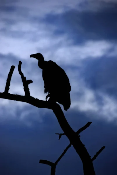 Avvoltoio Seduto Ramo Alla Sera Scura — Foto Stock