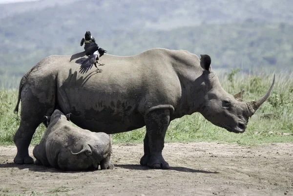 Rhinocéros Hluhluwe Imfolosi Park Afrique Sud — Photo