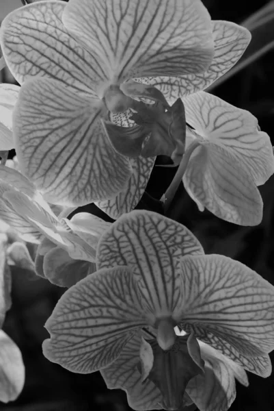 Orchidaceae Різноманітна Поширена Родина Квіткових Рослин Квітами Які Часто Барвисті — стокове фото