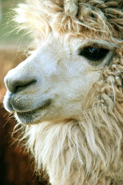アルパカ Alpaca Vicugna Pacos 南米のラクダ科の家畜種である 見た目は小さなラマに似ています — ストック写真