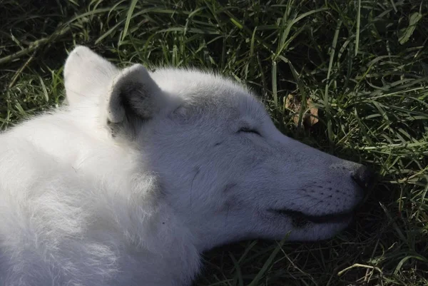 北極オオカミ Arctic Wolf または白狼 Polar White Wolf カナディウス科の哺乳類である灰色狼の亜種である 北極オオカミはカナダの北極 アラスカ — ストック写真