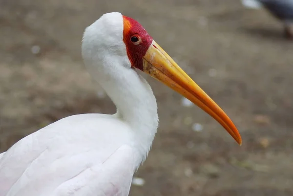 Yellow Billed Stork Member Wading Family Occurs Africa South Sahara — 스톡 사진