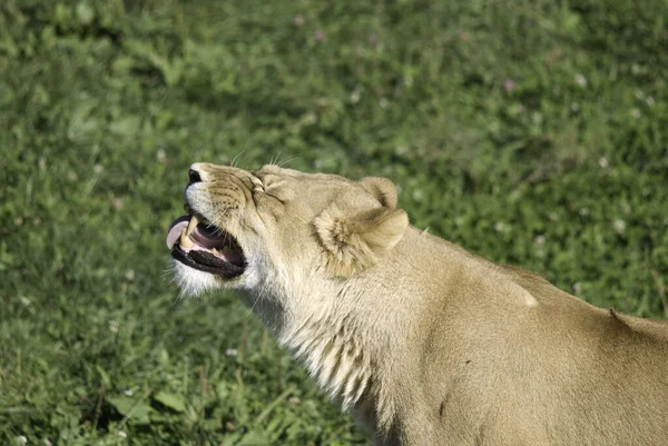 사자는 판테라 Panthera 고양이 하나이며 고양이 Felidae 일원이다 몸무게가 250 — 스톡 사진