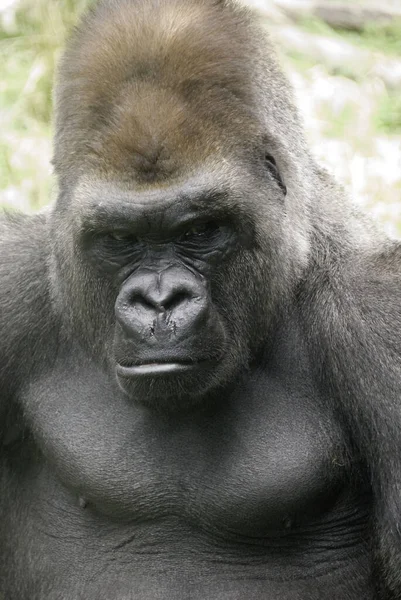 Gorillor Den Största Existerande Arten Primater Marklevande Främst Växtätande Apor — Stockfoto