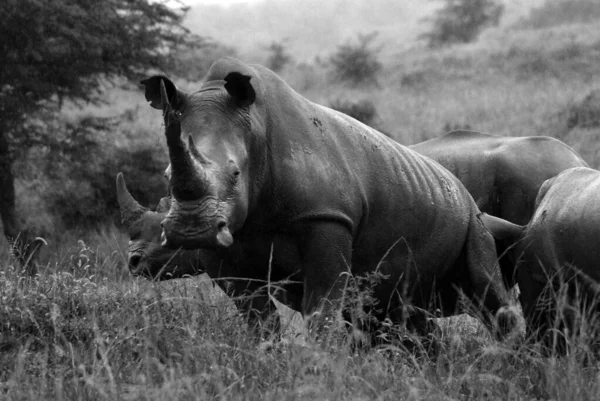 Rhinocéros Blanc Rhinocéros Lèvres Carrées Est Espèce Rhinocéros Grande Nombreuse — Photo