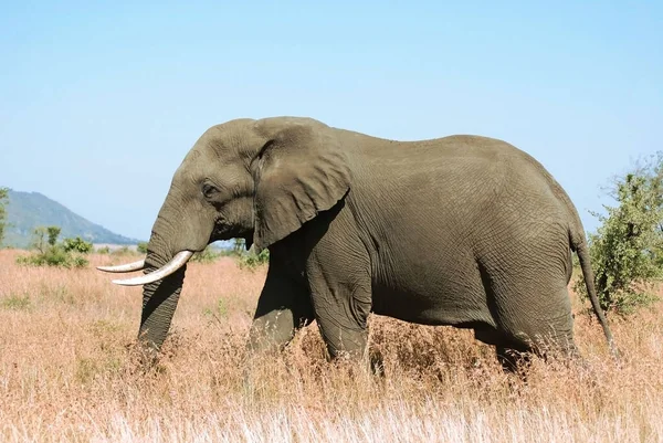 남아프리카 공화국의 크루거 공원에 코끼리 — 스톡 사진