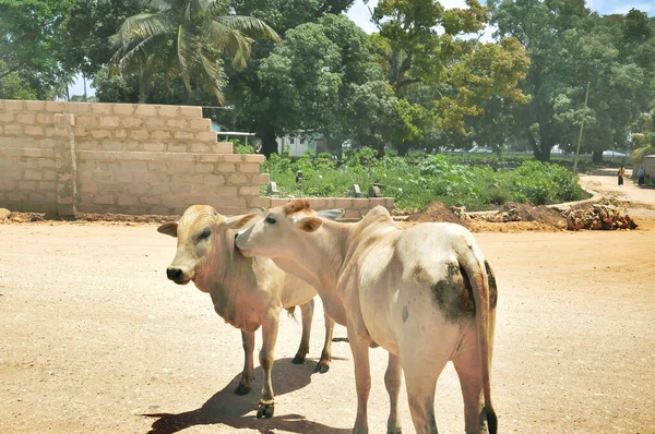 Dos Vacas Día Soleado — Foto de Stock