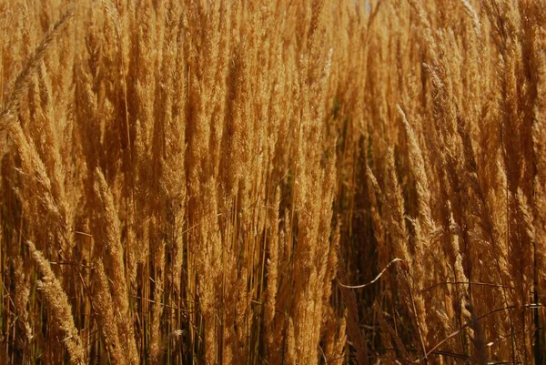 Campo Trigo Campo Rural — Foto de Stock