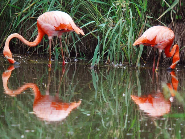 Los Flamencos Flamencos Son Tipo Ave Zancuda Único Género Familia —  Fotos de Stock