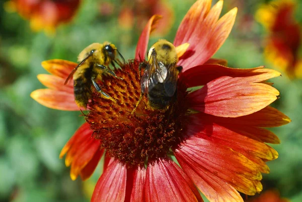 Bees Flower Garden Close — Stock Photo, Image