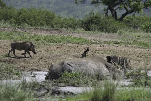 Rinoceronte Hluhluwe Imfolosi Park África Sul — Fotografia de Stock