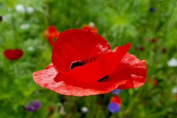 Garden Park Poppy Una Planta Con Flores Perteneciente Familia Papaveraceae — Foto de Stock