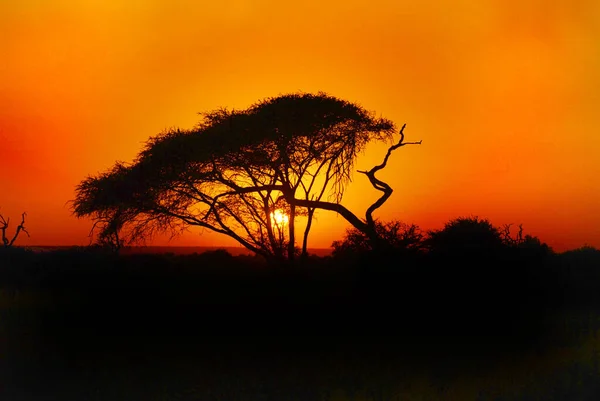 Tramonto Parco Kruger Sud Africa — Foto Stock