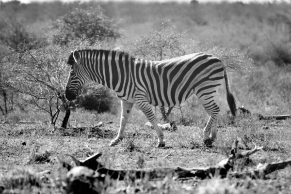 Zebra Dél Afrikai Kruger Parkban — Stock Fotó