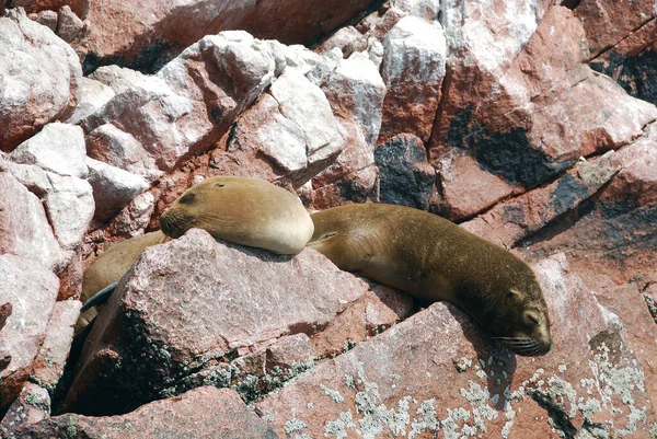 Las Islas Ballestas Son Grupo Pequeñas Islas Cerca Ciudad Paracas — Foto de Stock