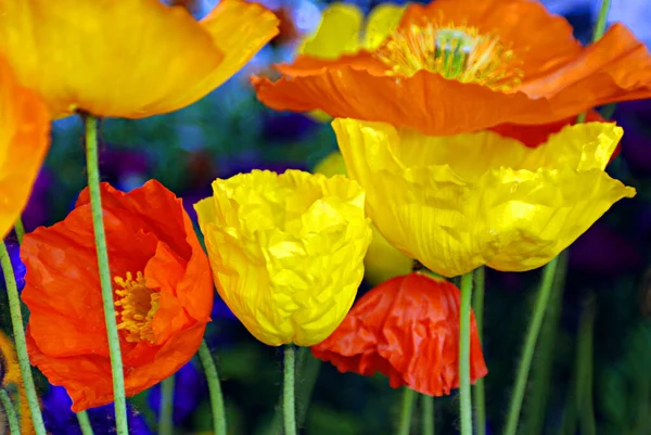 Una Amapola Una Planta Con Flores Subfamilia Papaveroideae Familia Papaveraceae — Foto de Stock