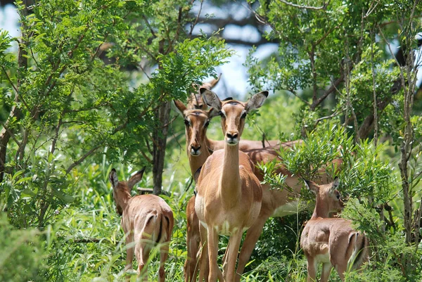 Impalas Hluhluwe Imfolosi Park África Sul — Fotografia de Stock