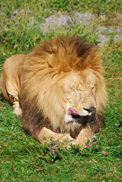 Lev Jednou Čtyř Velkých Koček Rodu Panthera Členem Rodu Felidae — Stock fotografie