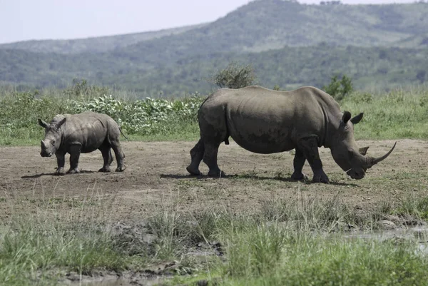 Rinoceronte Hluhluwe Imfolosi Park África Sul — Fotografia de Stock