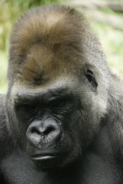 Gorilas São Macacos Terrestres Predominantemente Herbívoros Que Habitam Florestas África — Fotografia de Stock