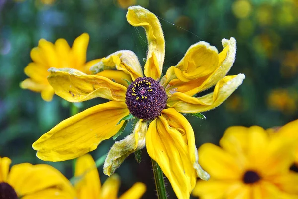 Keltaiset Kukat Puutarhassa — kuvapankkivalokuva