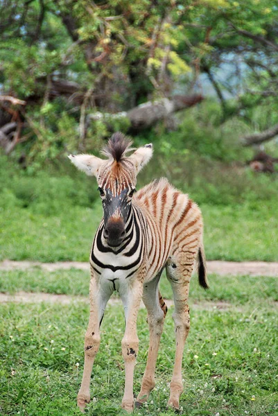 Zebra Hluhluwe Imfolosi Park Södra Afrfica — Stockfoto
