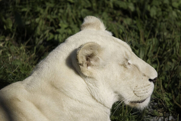Белый лев редкая цветовая мутация льва. До 2009 года, когда первая гордость белых львов была вновь введена в дикую природу, считалось, что белый лев не сможет выжить в дикой природе.